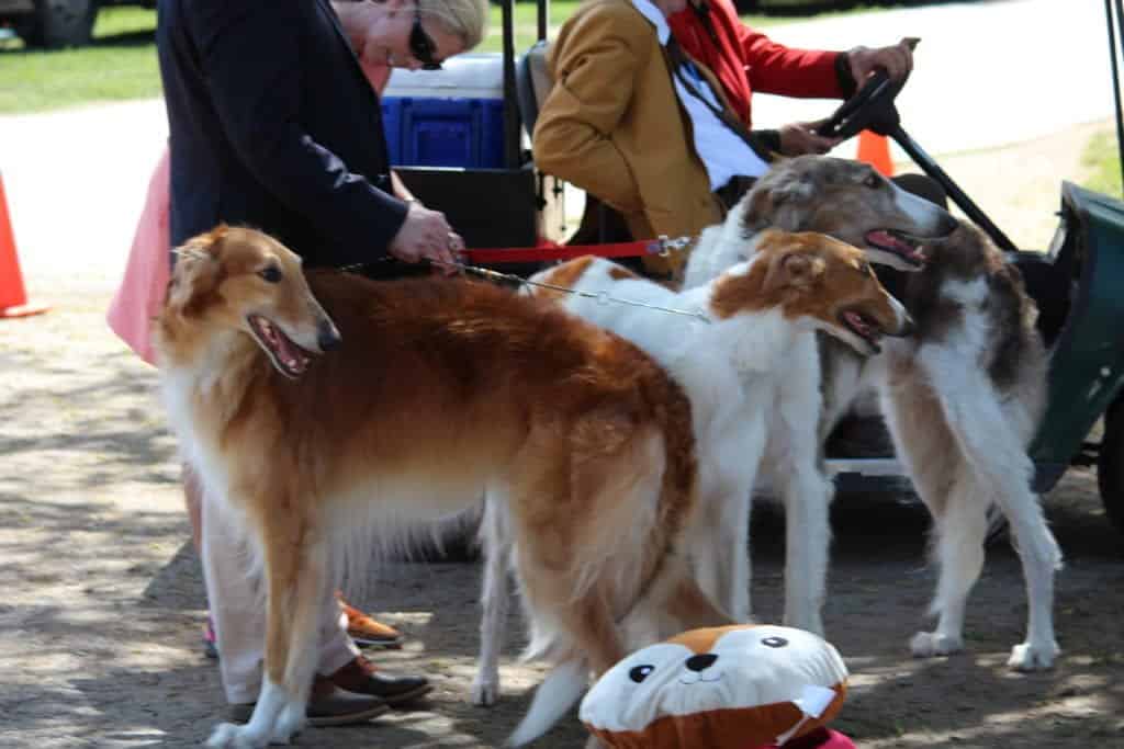 Top 4 Best Dog Parks & Beaches in Orange County